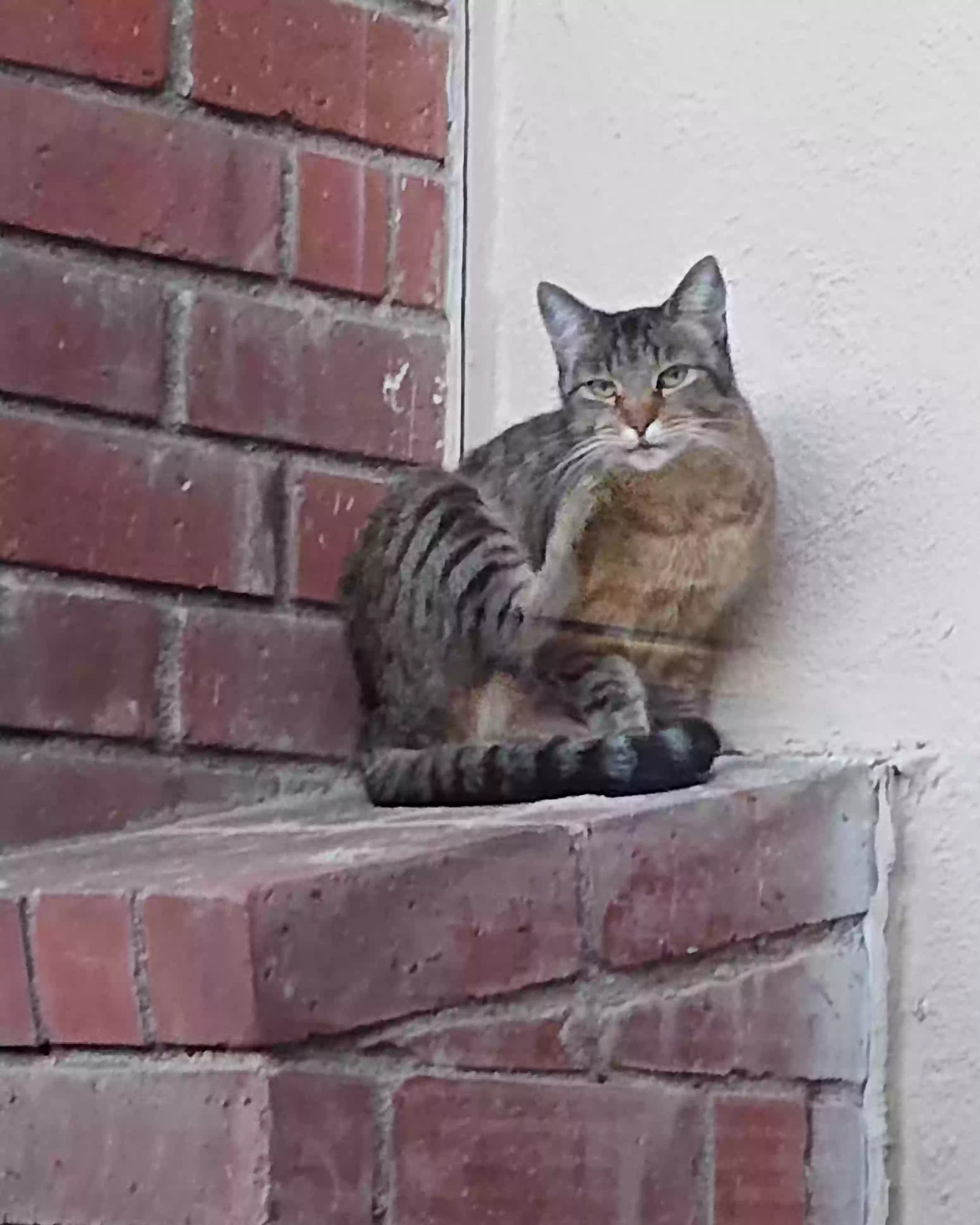 /lostandfound/images/lnfpets/original/178285_8133_Chimney Advenchi (2a).webp